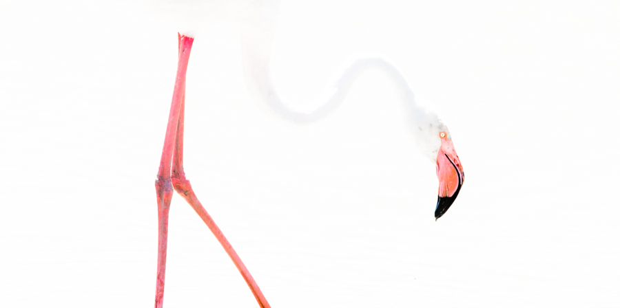 Flamingo Art