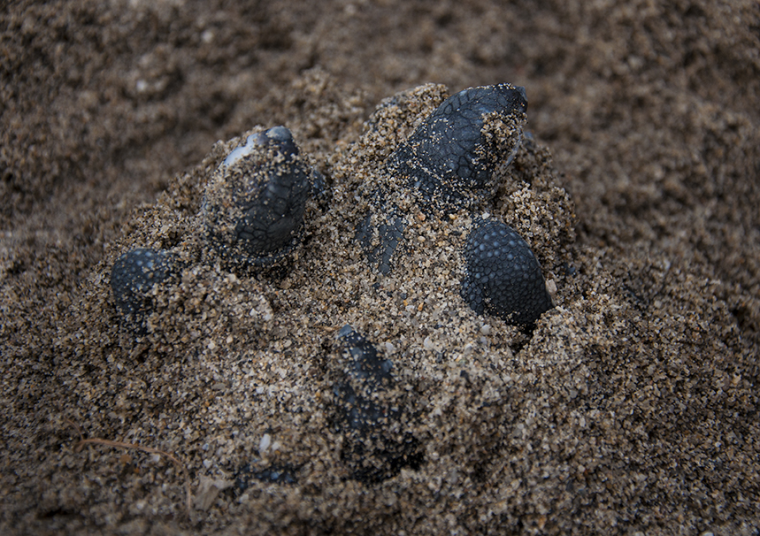 Leatherback Sea Turtle Emergence at Grande Riviere, Trinidad