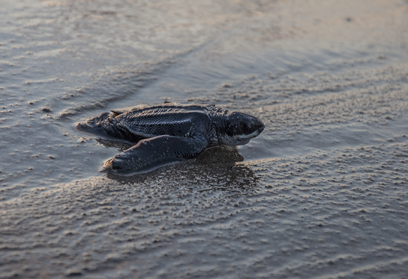 Leatherback Sea Turtle Emergence at Grande Riviere, Trinidad
