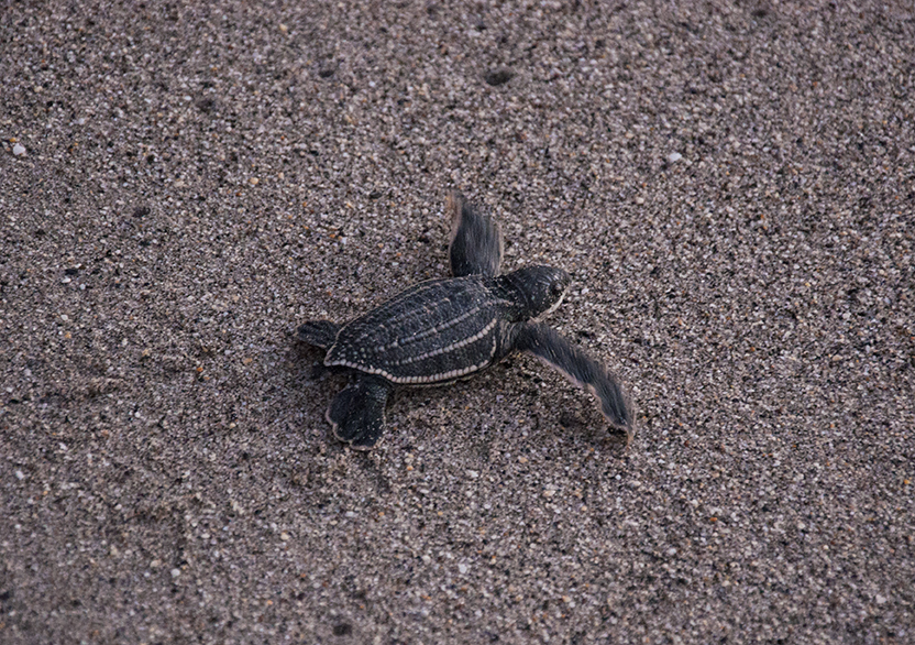 Leatherback Sea Turtle Emergence at Grande Riviere, Trinidad