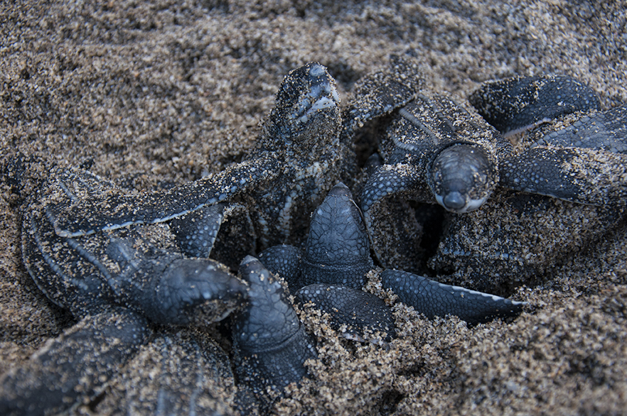 Leatherback Sea Turtle Emergence at Grande Riviere, Trinidad