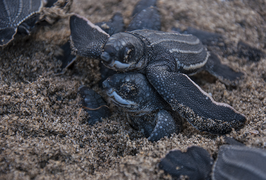Leatherback Sea Turtle Emergence at Grande Riviere, Trinidad