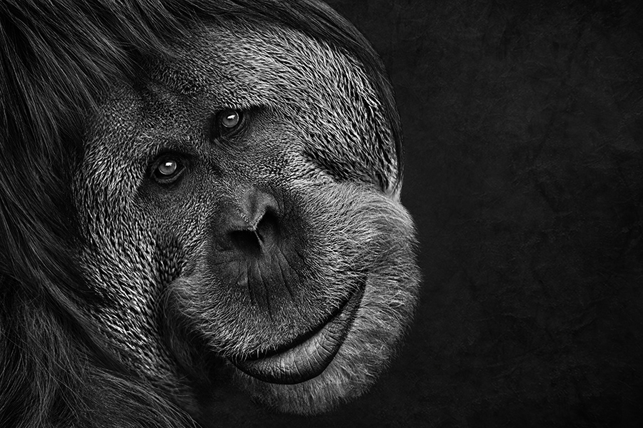 Orangutan