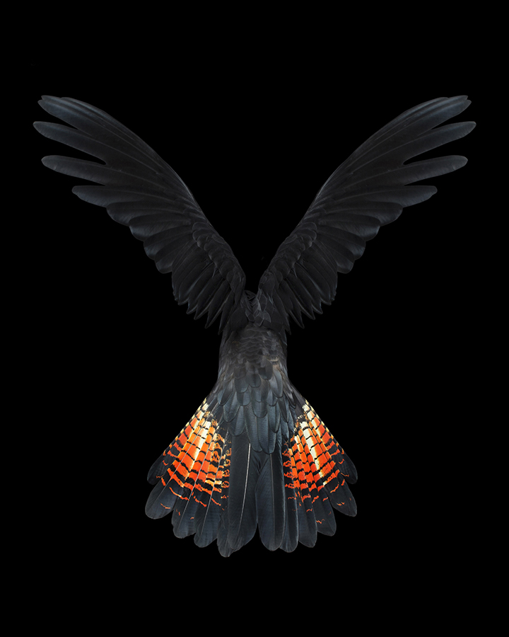 Winged