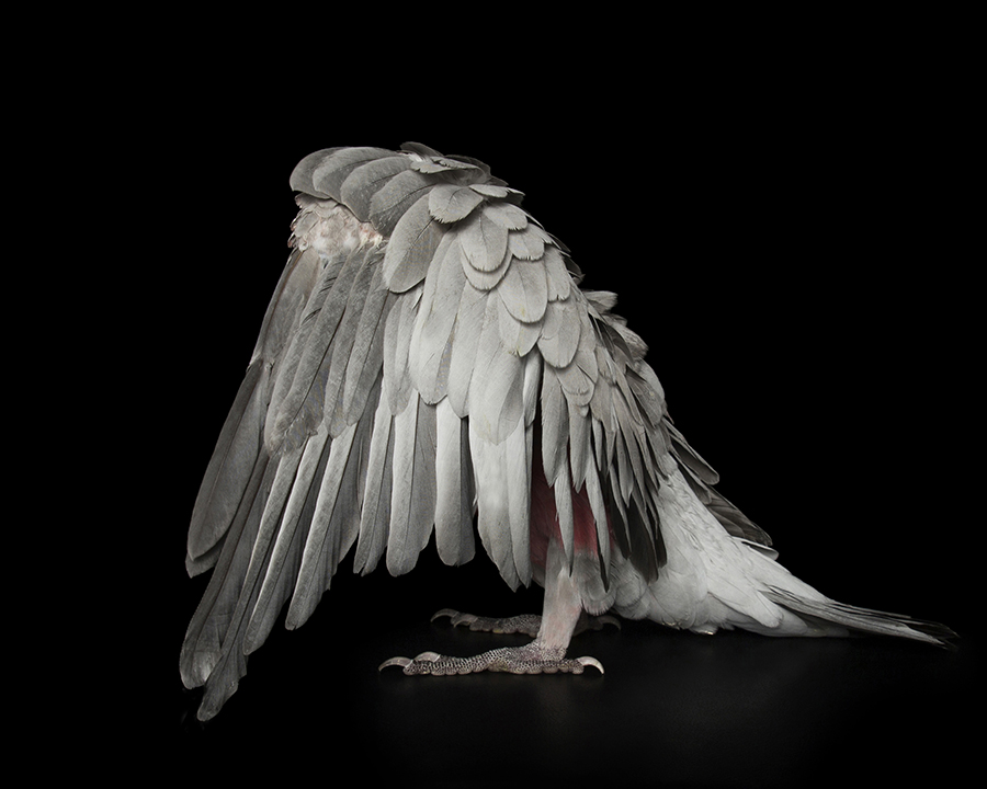 Winged