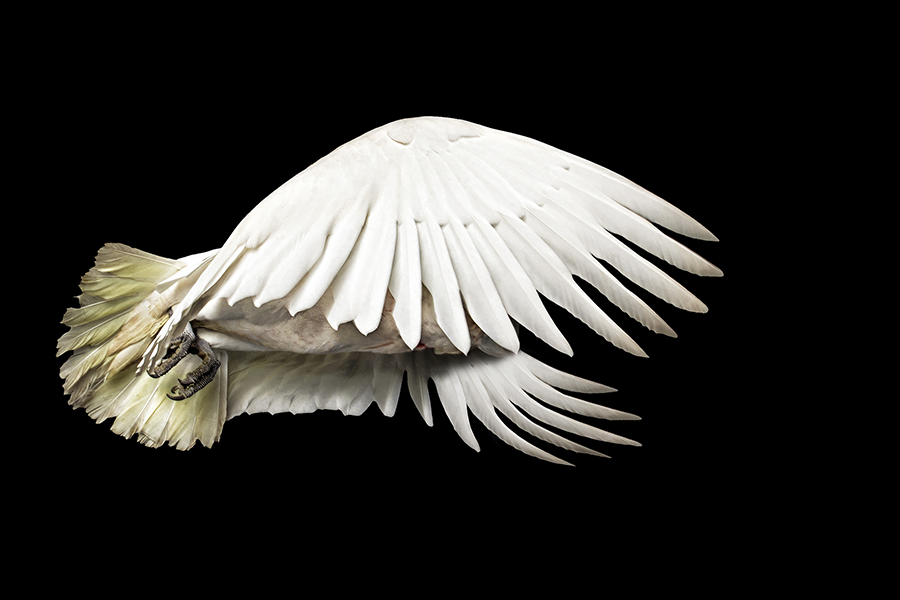 Winged