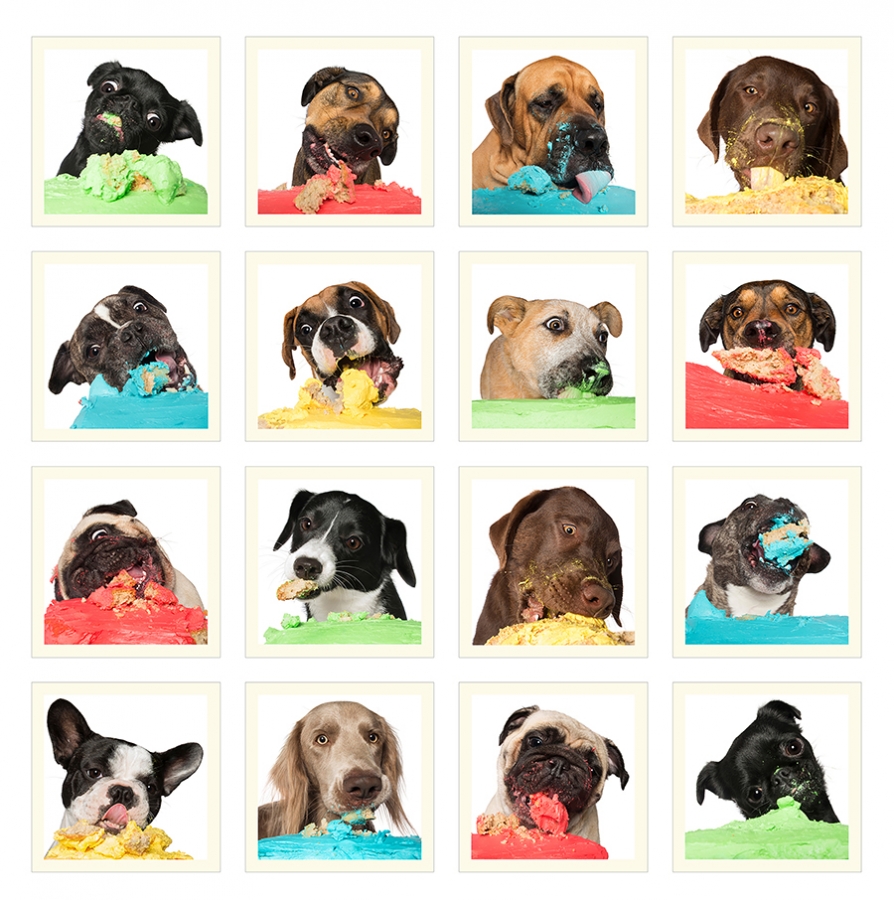 Dogs Vs Cake