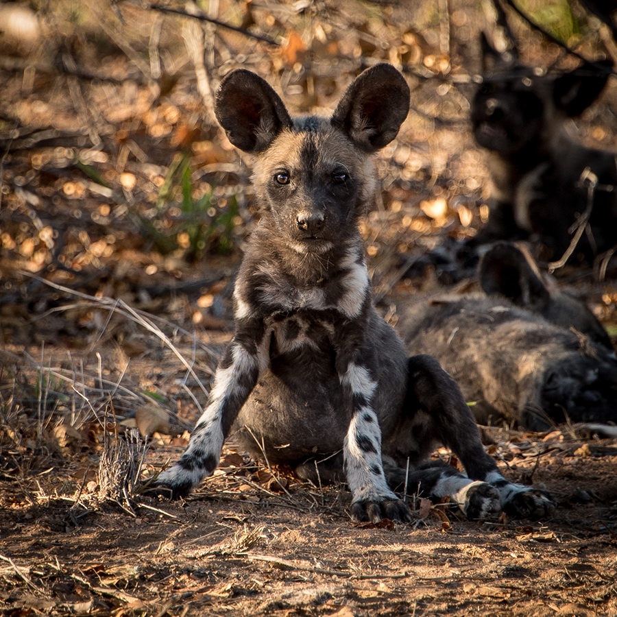 Wild Dog Pup
