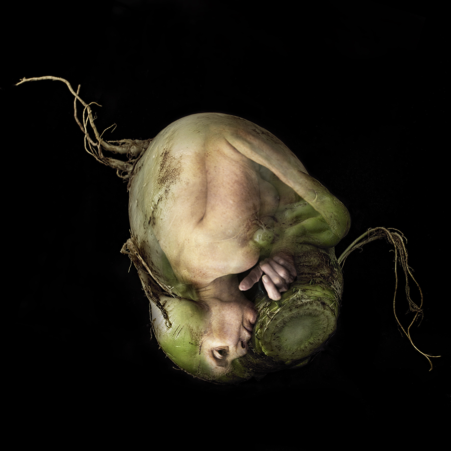 Embryo