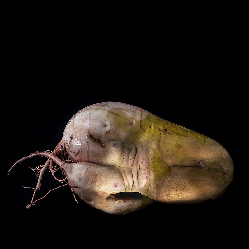 Embryo