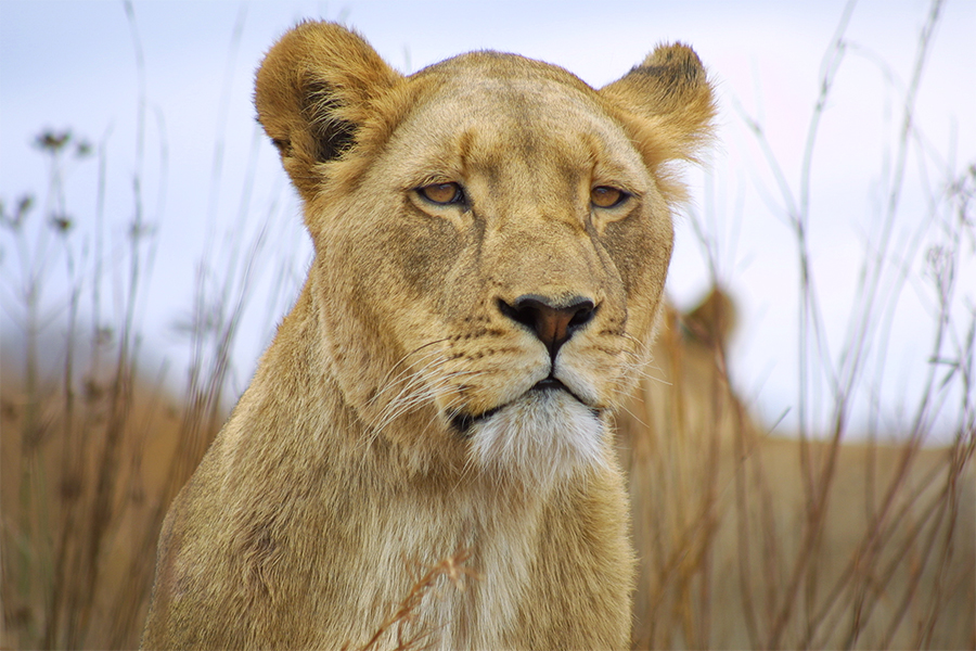 Portrait from the wilderness, young lioness.