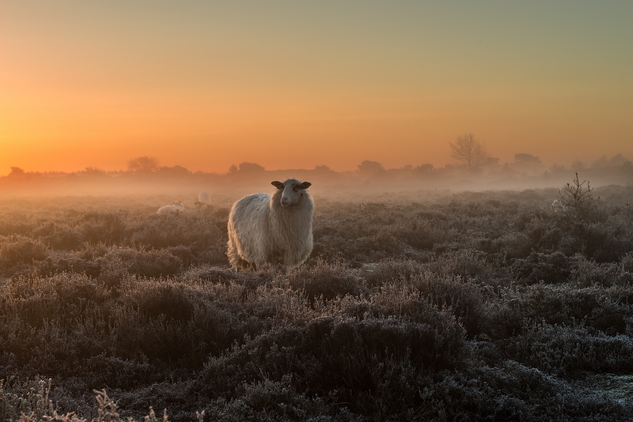 Sheep in the early morning mist  during sunrise