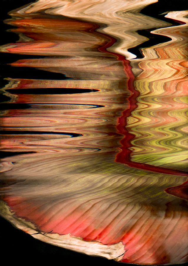 Dance of the Organic Creatures