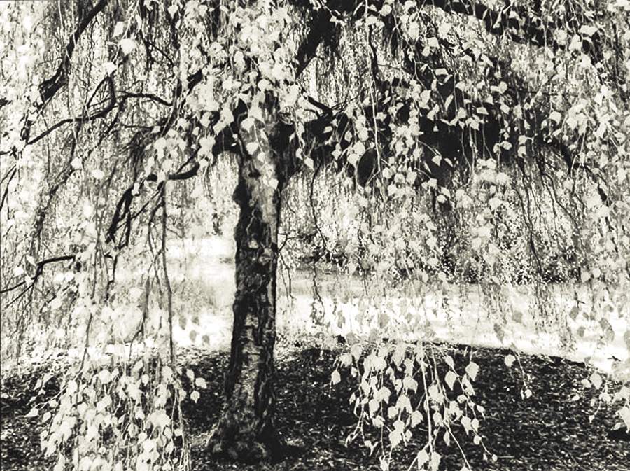 ARBORETUM OF THE IMAGINATION II