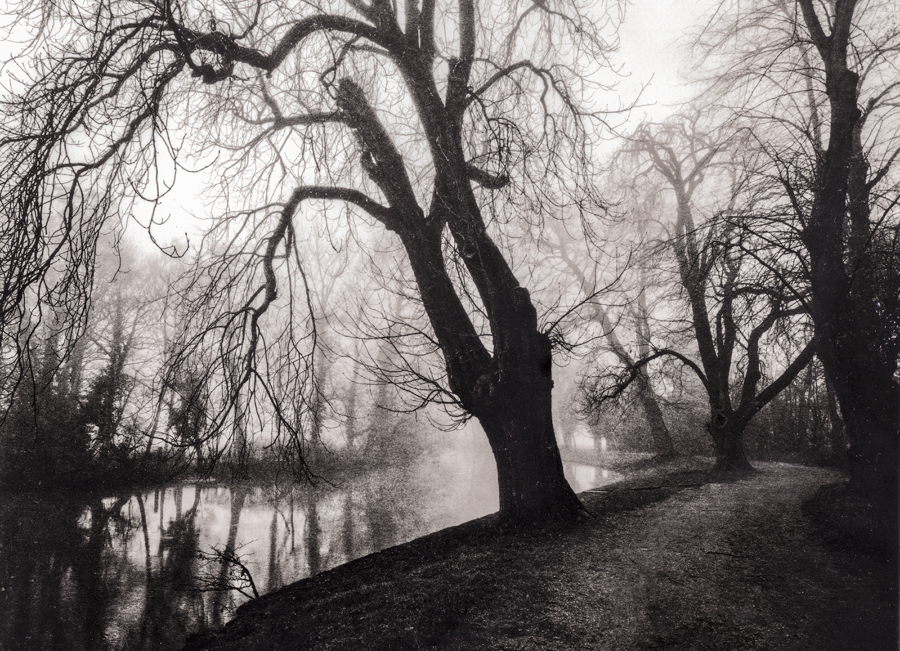 ARBORETUM OF THE IMAGINATION II