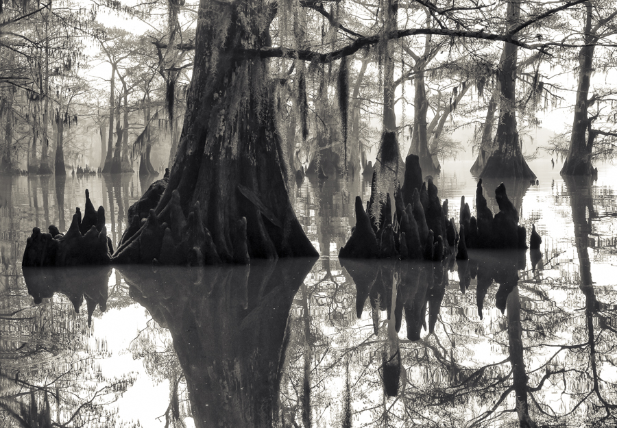 ARBORETUM OF THE IMAGINATION II