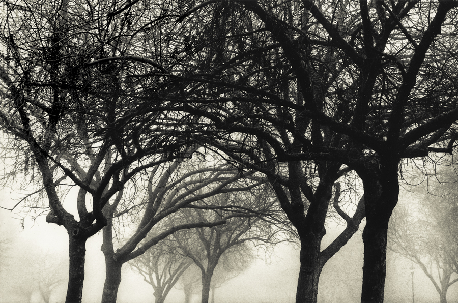 ARBORETUM OF THE IMAGINATION II