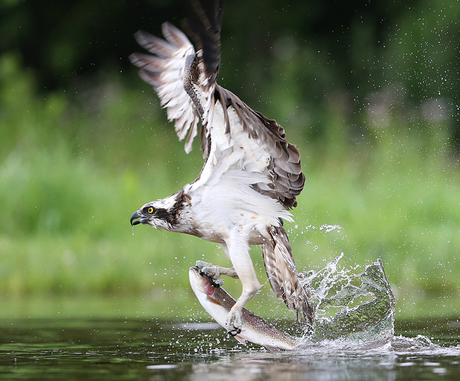 osprey fishing