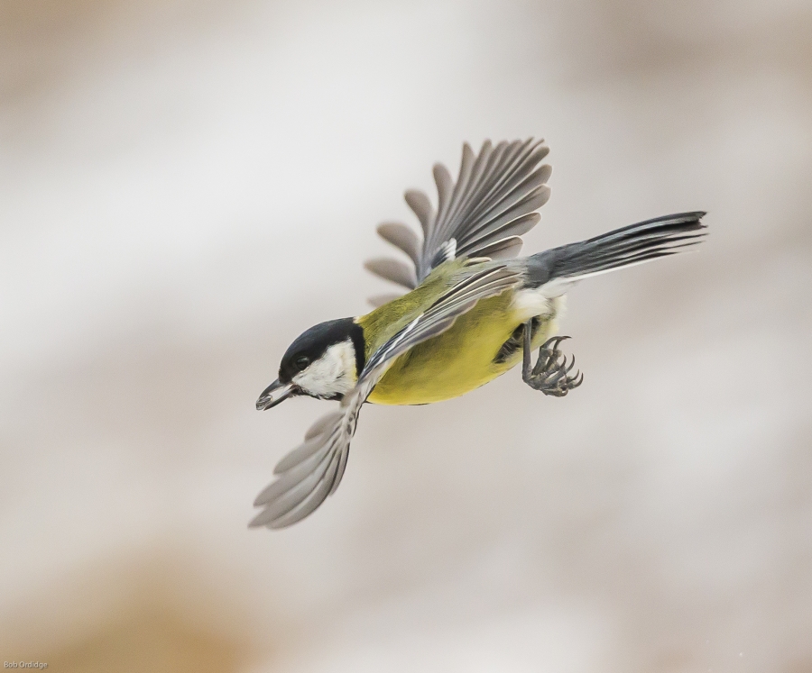 great tit feeding