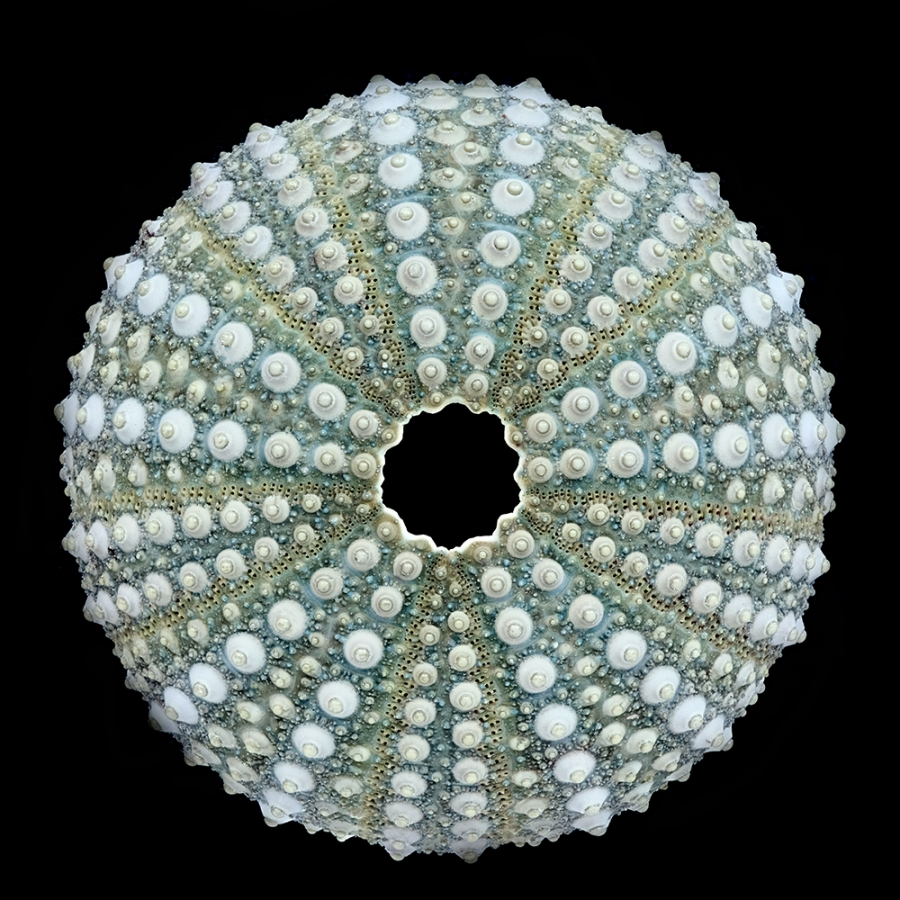 The Sense of Order - urchins