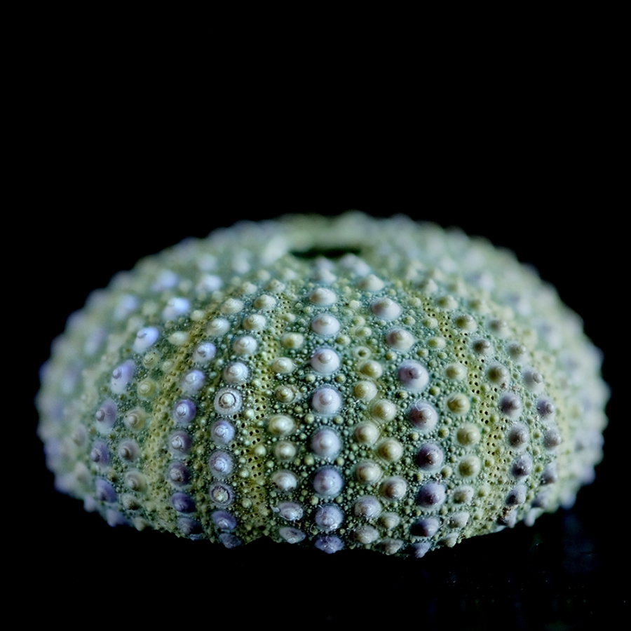 The Sense of Order - urchins