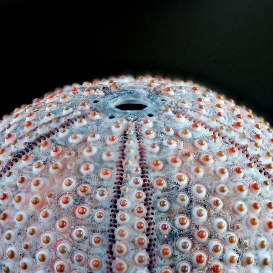 The Sense of Order - urchins