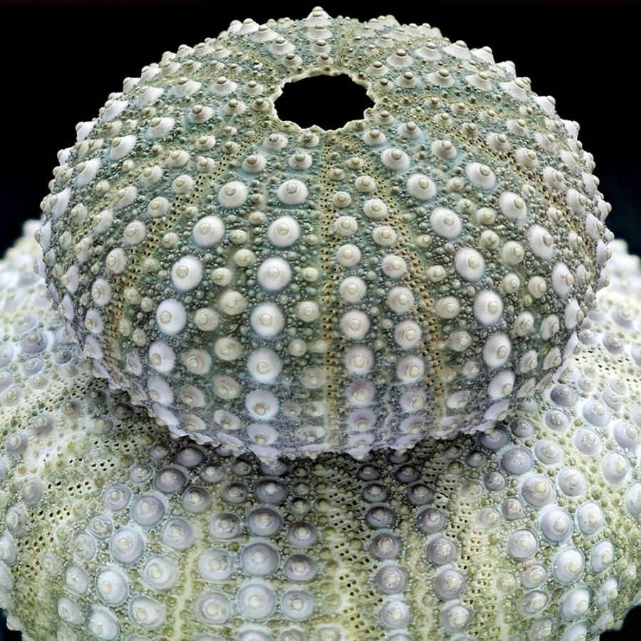 The Sense of Order - urchins