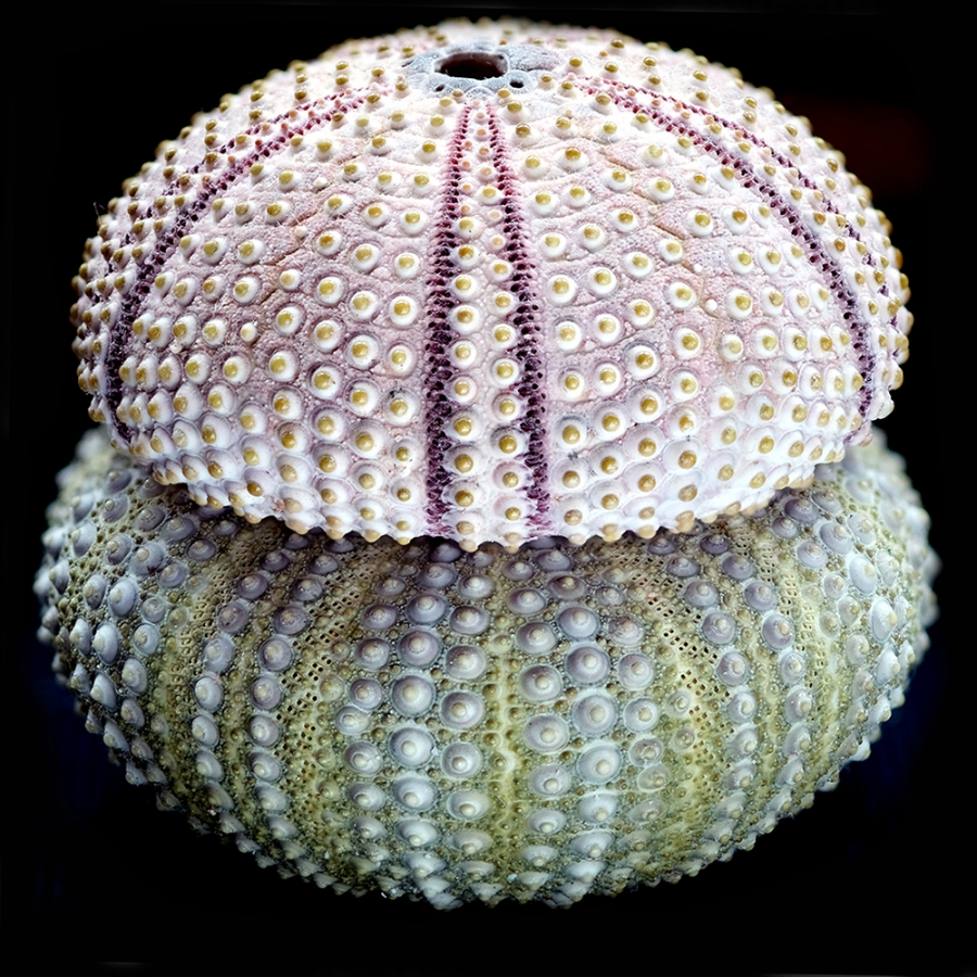 The Sense of Order - urchins