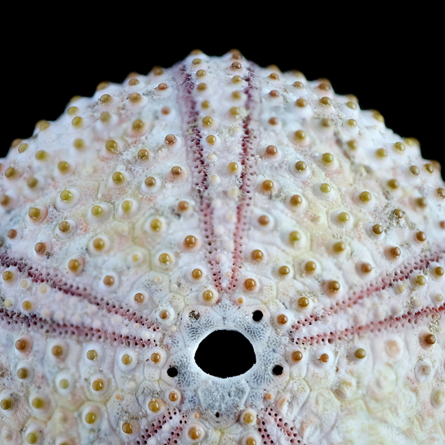 The Sense of Order - urchins