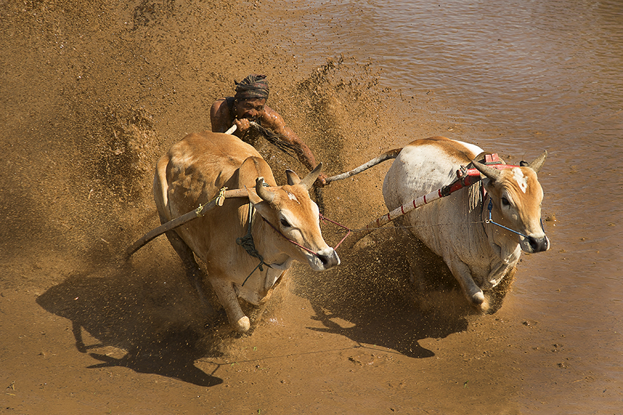 bull race 1932