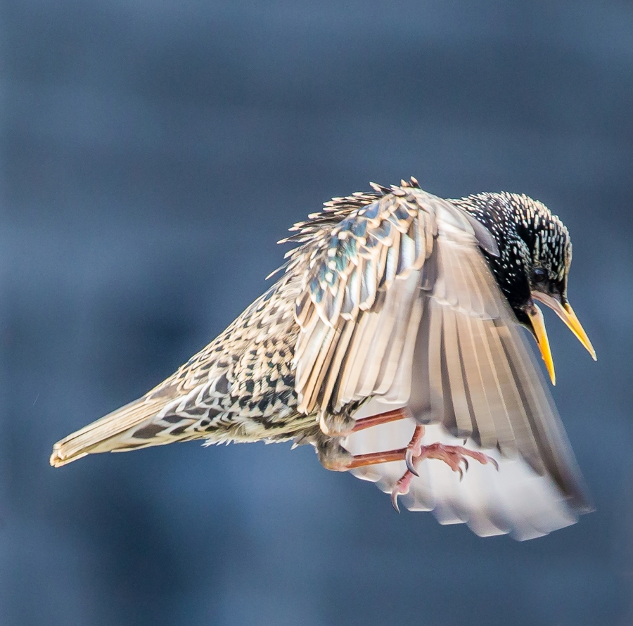 Startling Starling