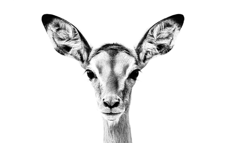 African Portraits