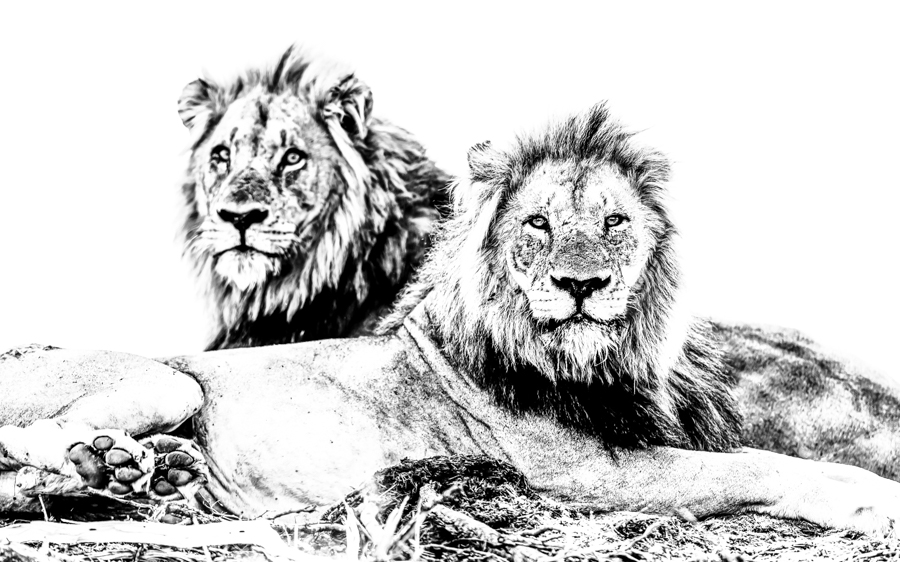 African Portraits