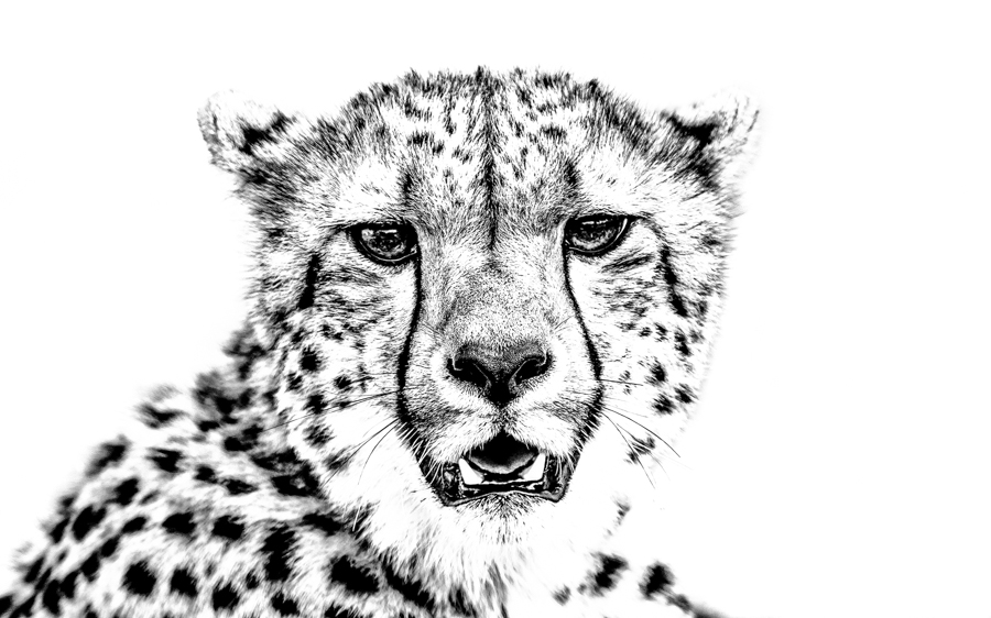 African Portraits