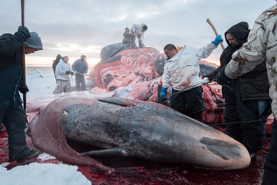 Iñupiat: People of the Whale