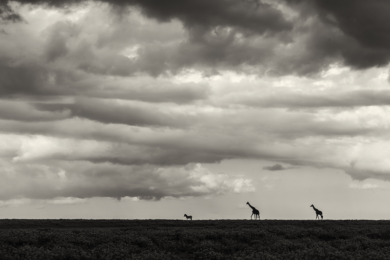 A Minimalist Study of Giraffes