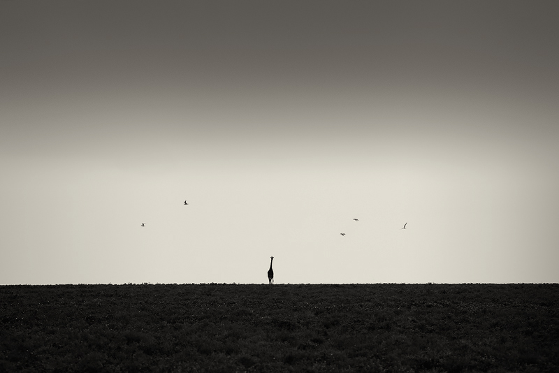 A Minimalist Study of Giraffes