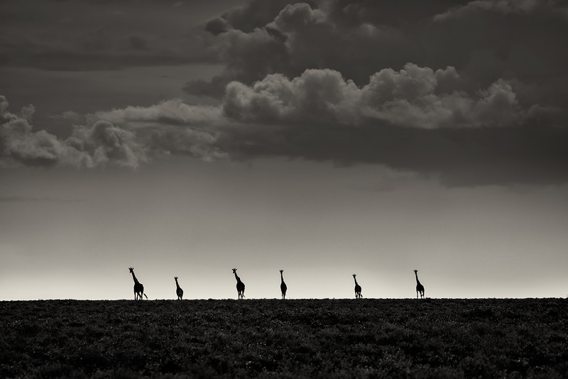 A Minimalist Study of Giraffes