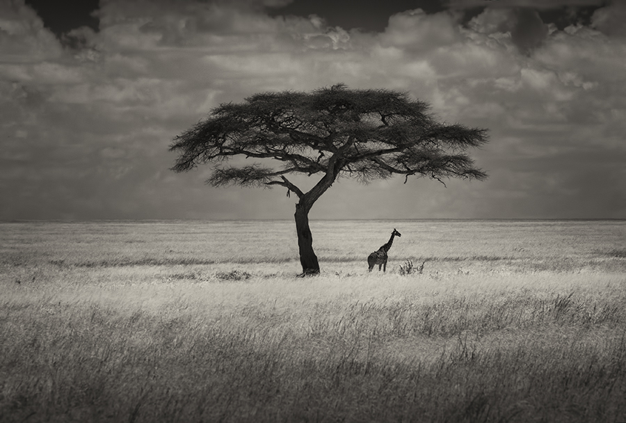 A Minimalist Study of Giraffes