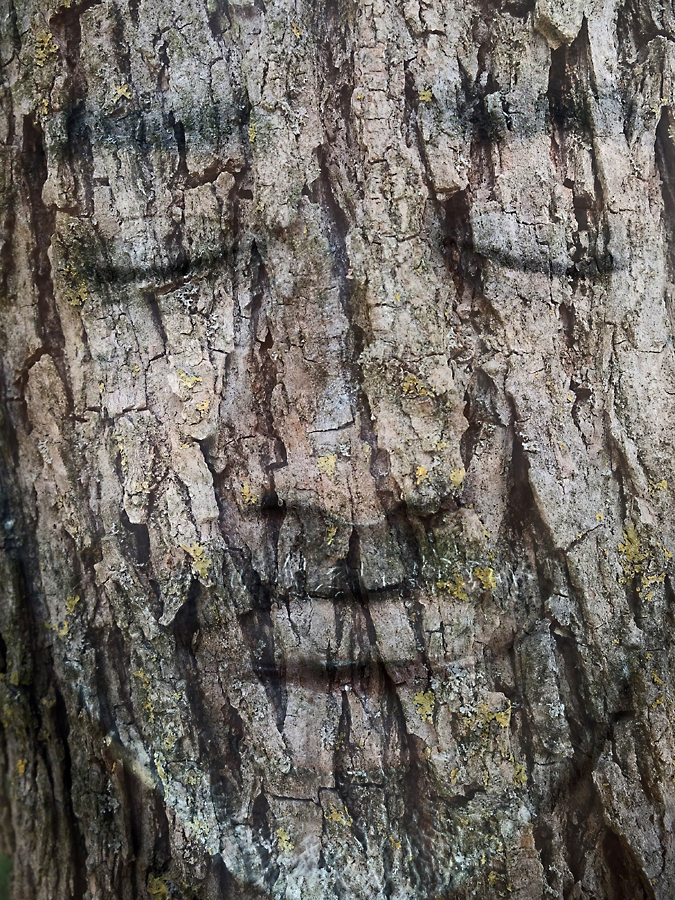 Human Photosynthesis