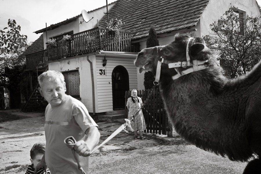 Camel - Kuba