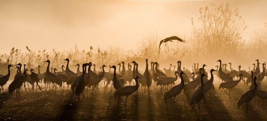 Gloden cranes