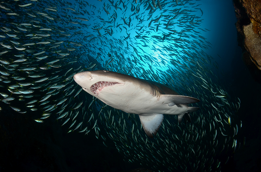 Behind the Fisheye