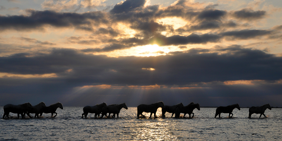 Spirits of Camargue 