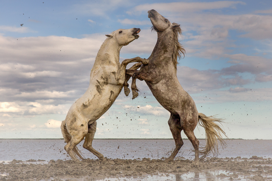 Spirits of Camargue 