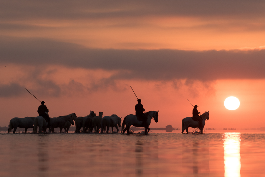 Spirits of Camargue 