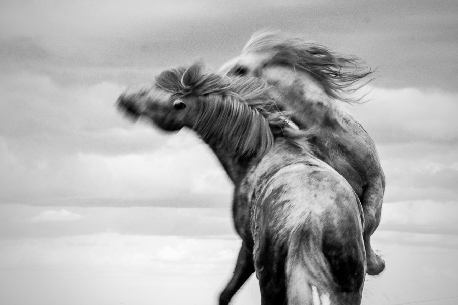 Spirits of Camargue 
