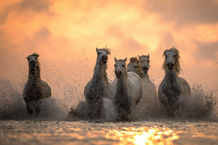 Spirits of Camargue 