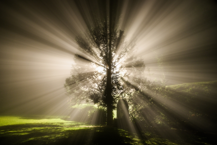 Blasting Tree