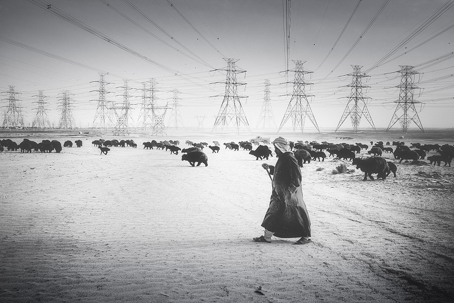 The Shepherd